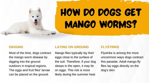 How do Dogs Get Mangoworms?