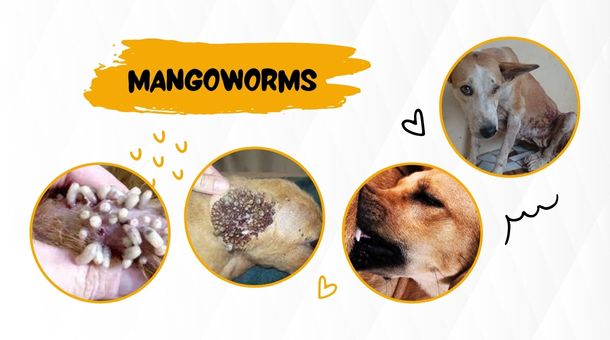 How to Get Rid of Mango Worms in Dogs?