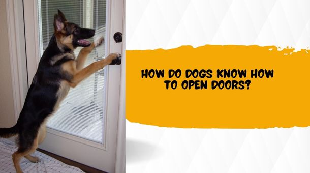 Read more about the article How do dogs know how to open doors?