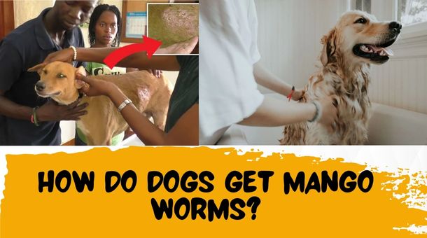 Read more about the article How do Dogs Get Mangoworms?