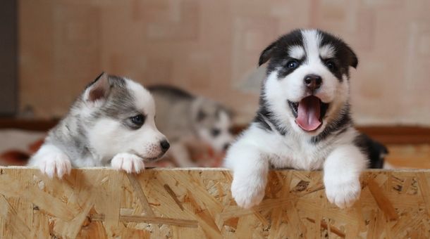 You are currently viewing How to collapse a dog crate?