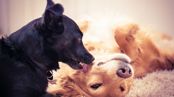 Top 3 Dangers of Dogs Licking Dogs' Ear