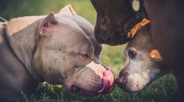 why do Dogs Lick Other Dogs' Ears?