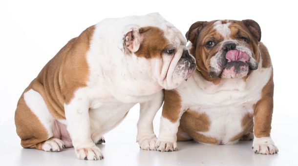 Read more about the article Why do Dogs lick Other Dogs’ Ears?