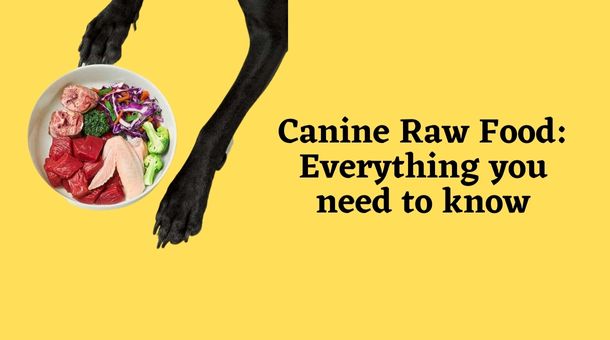 Read more about the article Canine Raw Food: Everything you need to know