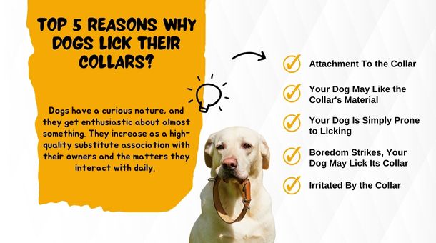  Why Dogs Lick Their Collars?