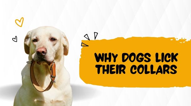 You are currently viewing Why Dogs Lick Their Collars?