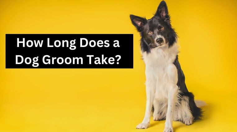 Read more about the article How Long Does Dog Grooming Takes?