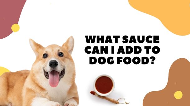 Read more about the article What Sauce can I Add to Dog Food?