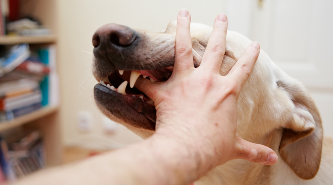 Read more about the article What happens if your dog bites someone in your house?