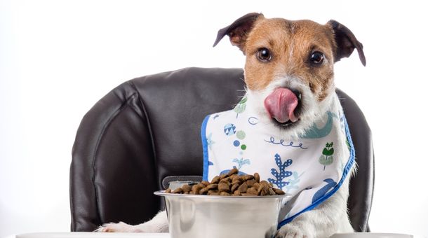 Read more about the article How many quarts are in one 1 pound of dog food?