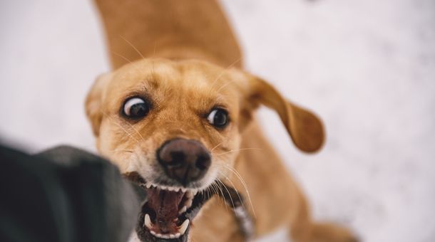 What happens if your dog bites someone in your house?