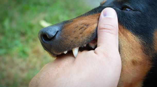 7 Steps to Treat the Bite of a Dog