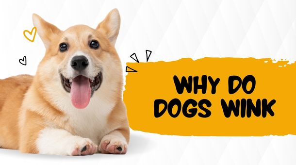 You are currently viewing Why do dogs wink?