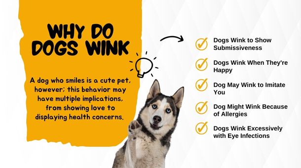 Behavioral Reasons Why do dogs wink