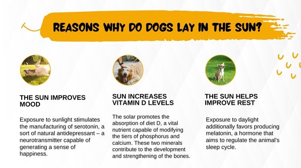 Reasons Why Do Dogs Lay in the Sun?