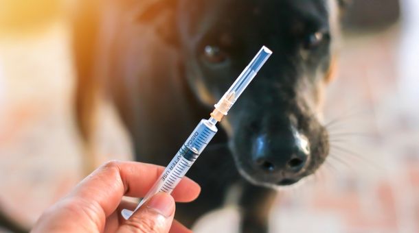 Are all rabies vaccines the same?