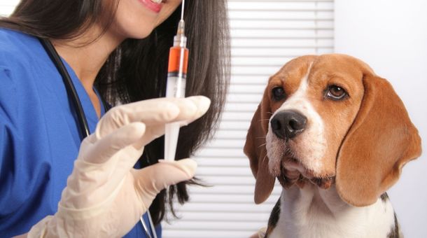 Is there a way to lower the cost of a rabies vaccine?