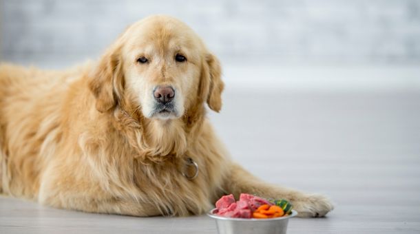 Read more about the article How to stop a dog from eating other dogs food?