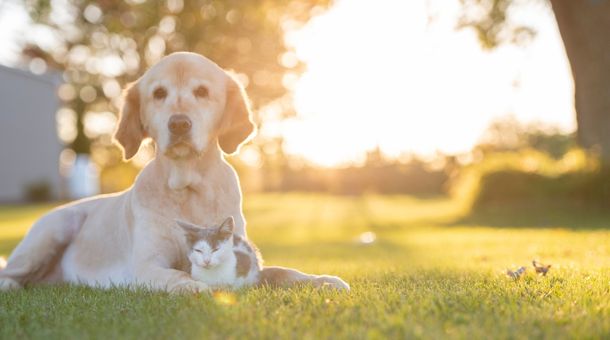 You are currently viewing Why Do Dogs Lay in the Sun?