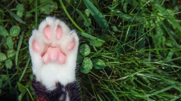 What dog breeds have pink paw pads? - petshopak