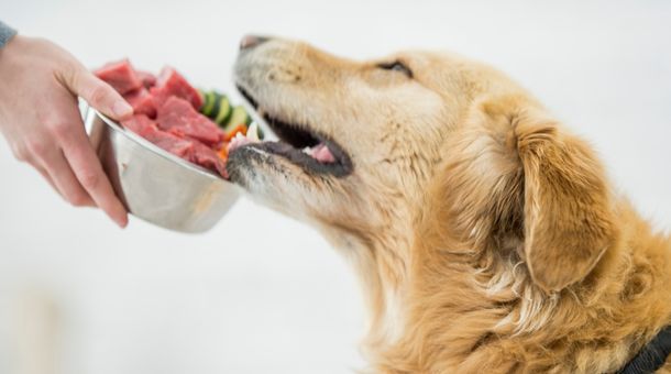 Preparing and Serving Raw Pancreas for Dogs