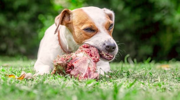 Where to Find and Buy Raw Pancreas for Dogs