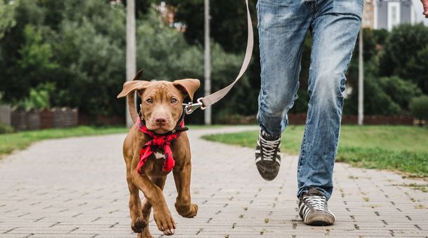 Read more about the article How to Train a Dog With a Halo Collar