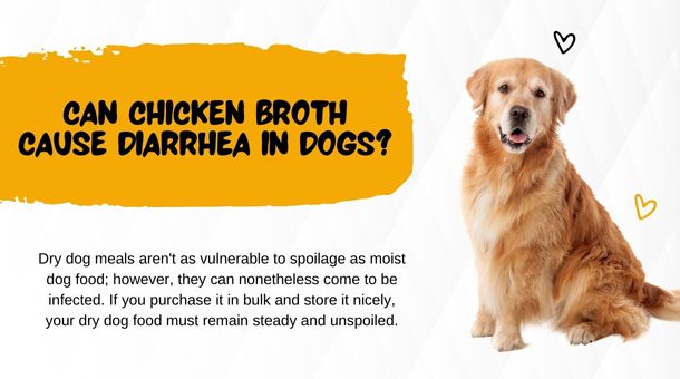 Can Chicken Broth Cause Diarrhea in Dogs?