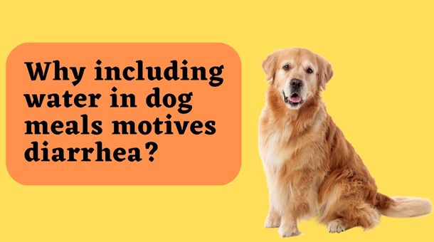 You are currently viewing Why Including Water in Dog Meals Motives Diarrhea?