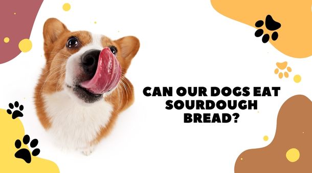 Read more about the article Can our dogs eat sourdough bread?