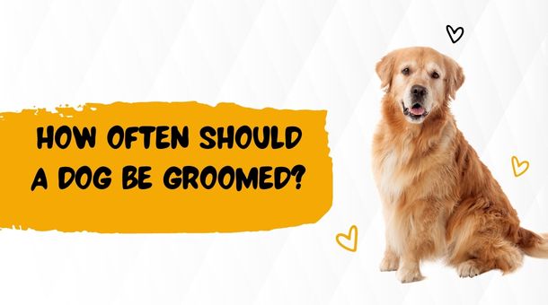 Read more about the article How often should a dog be groomed?