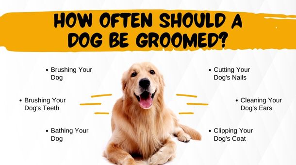 How often should a dog be groomed?