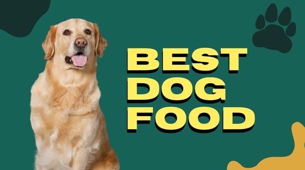 You are currently viewing What is the Best Dog Foods for American Bulldogs?