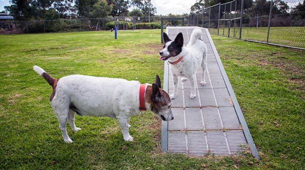 Read more about the article Are Electric Fences Safe for Small Dogs?