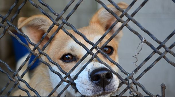 How Do Electric Dog Fences Work?