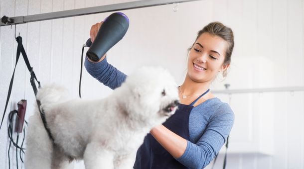 How to hire a dog groomer?