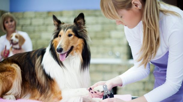 What is a Dog Groomer?