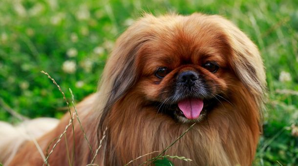 Read more about the article What is BYB Dog Breeding?