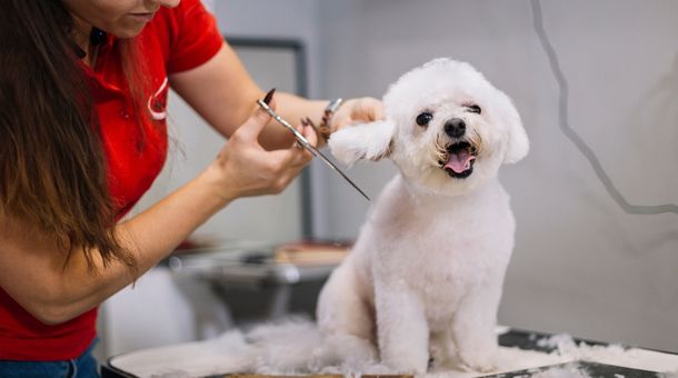 You are currently viewing How to groom a barbet dog?