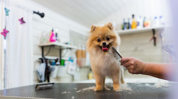 How to groom a barbet dog?