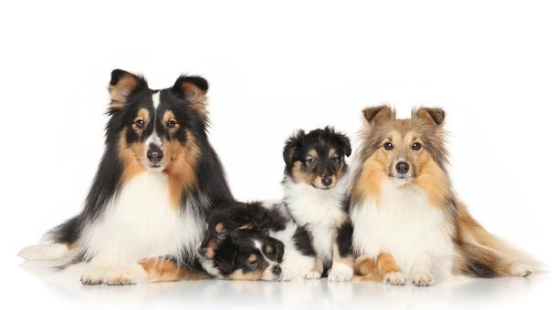 Read more about the article What Dog Breeds Have Black Nails?