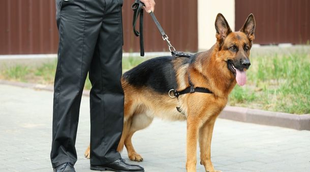  Best Guard Dogs for First-Time Owners