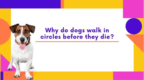 Read more about the article Why do dogs walk in circles before they die?