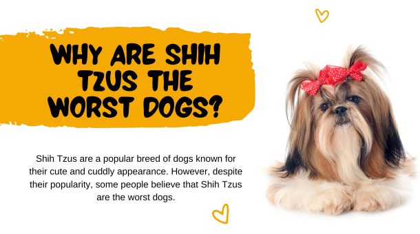 You are currently viewing Why are Shih Tzus the worst dogs?