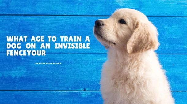 Read more about the article What age to train a dog on an invisible fence?