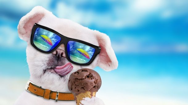 Read more about the article Can dogs eat mint ice cream?