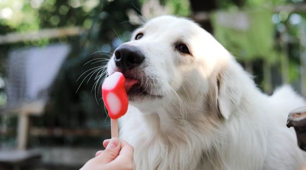 Reasons why dogs can not eat mint ice creams?