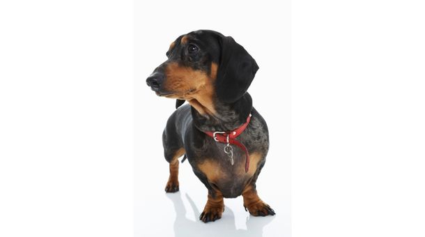 Read more about the article Do shock collars work for dogs that run away?