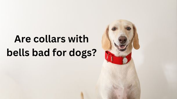 Read more about the article Are collars with bells bad for dogs?